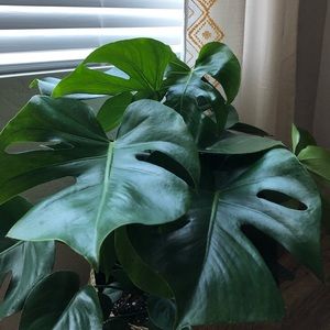 Meet your Posher, Ariel